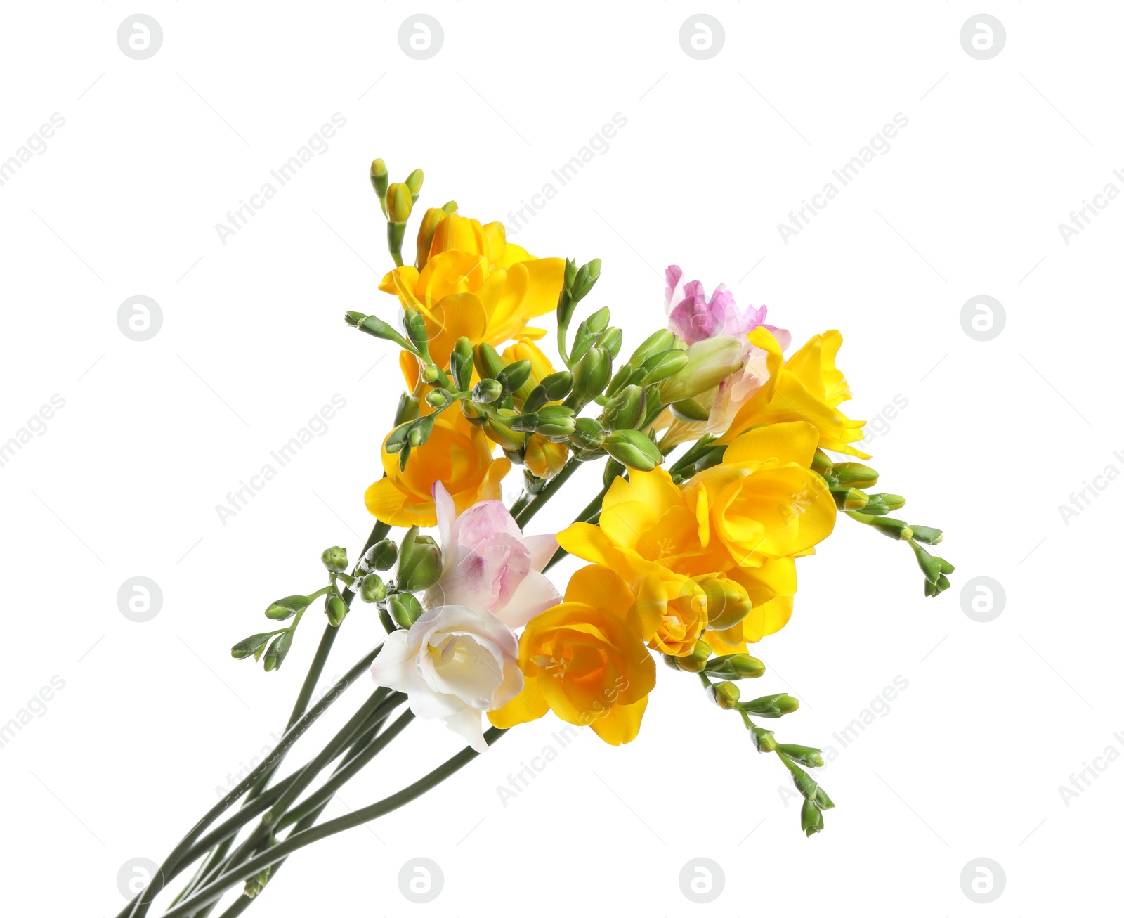 Photo of Beautiful colorful freesia flowers on white background