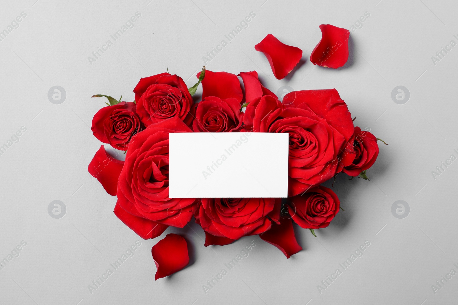 Photo of Blank card, beautiful red roses and petals on grey background, top view. Space for text