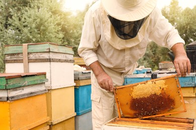 Photo of Beekeeper in uniform taking frame from hive at apiary. Harvesting honey