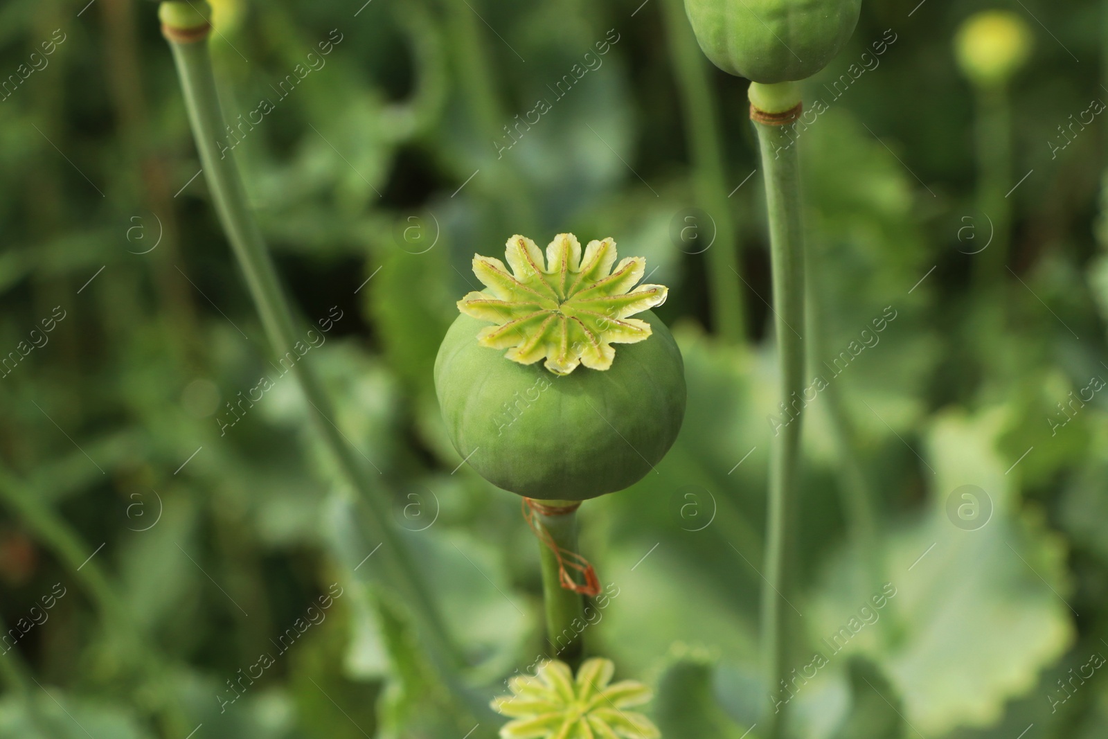 Photo of Green poppy head growing in field, closeup