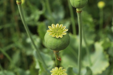 Green poppy head growing in field, closeup