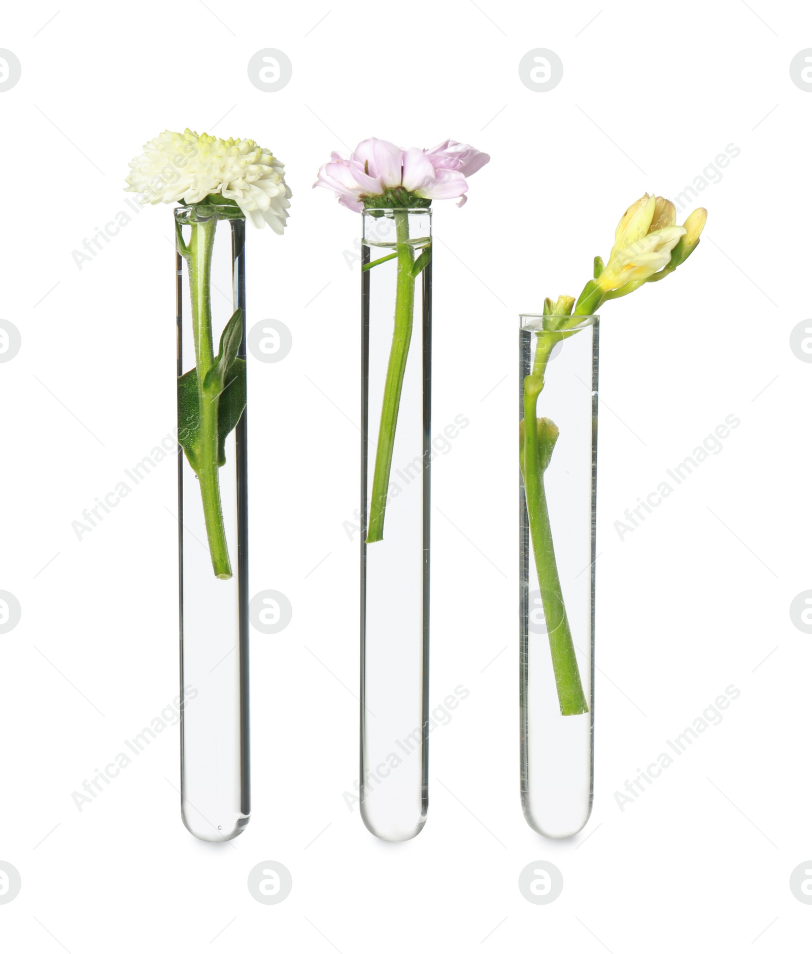 Photo of Different flowers in test tubes on white background