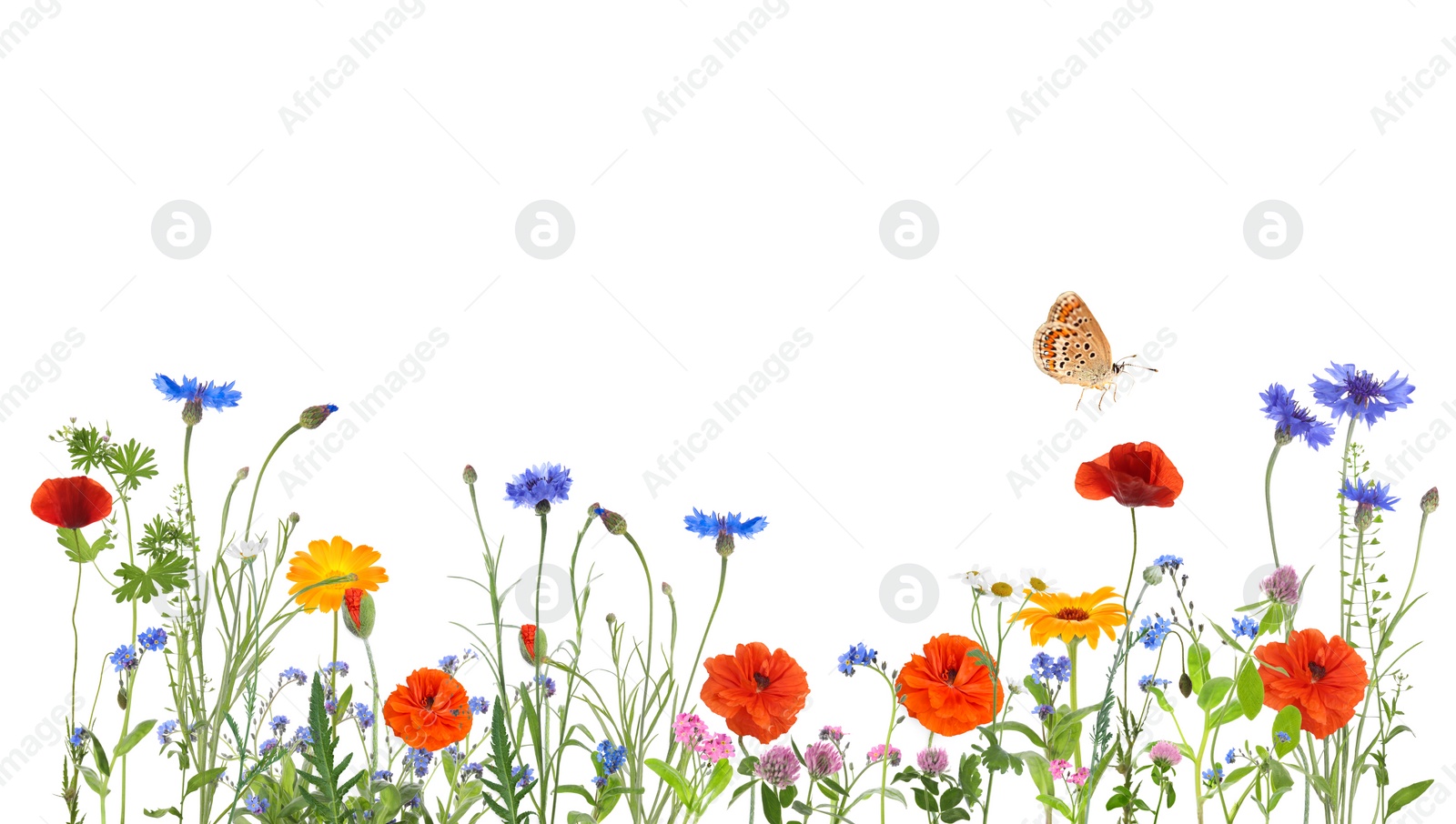 Image of Colorful meadow flowers and butterfly on white background, banner design