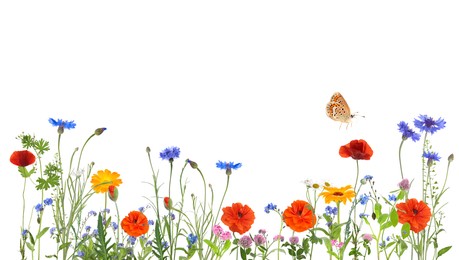 Colorful meadow flowers and butterfly on white background, banner design