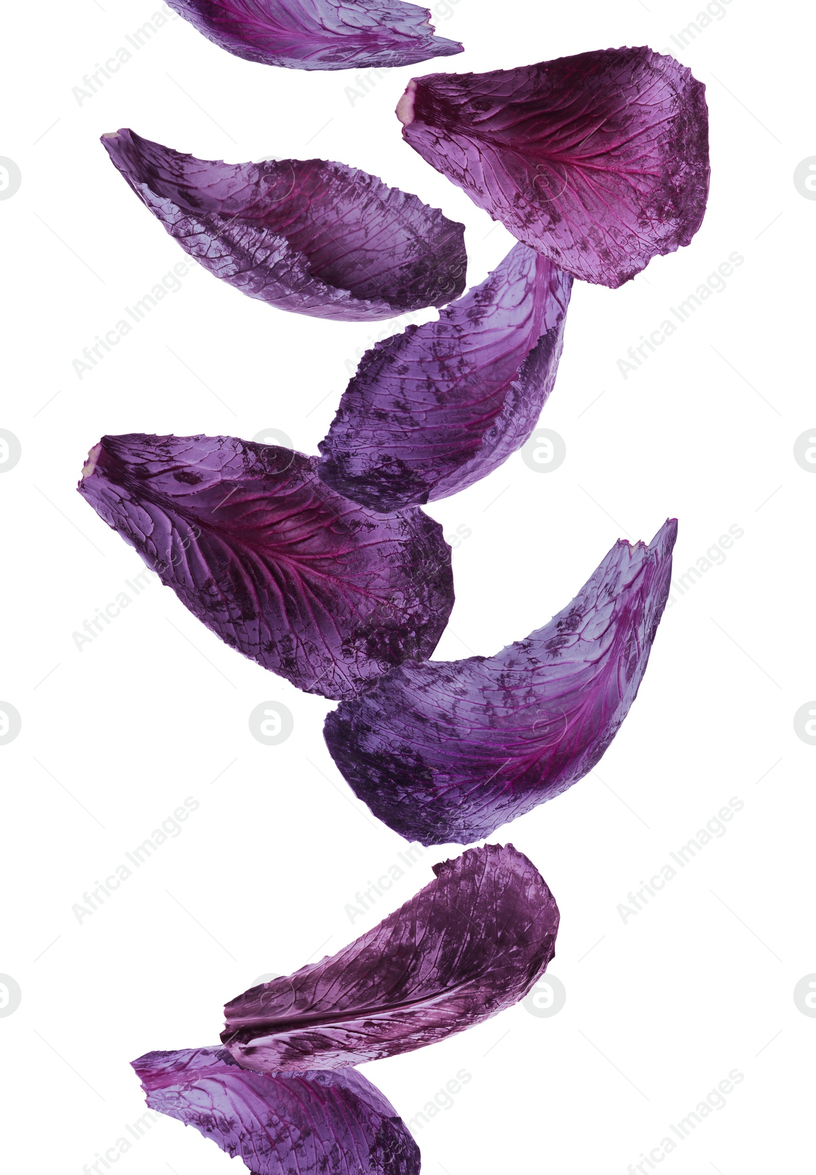 Image of Red cabbage leaves falling on white background