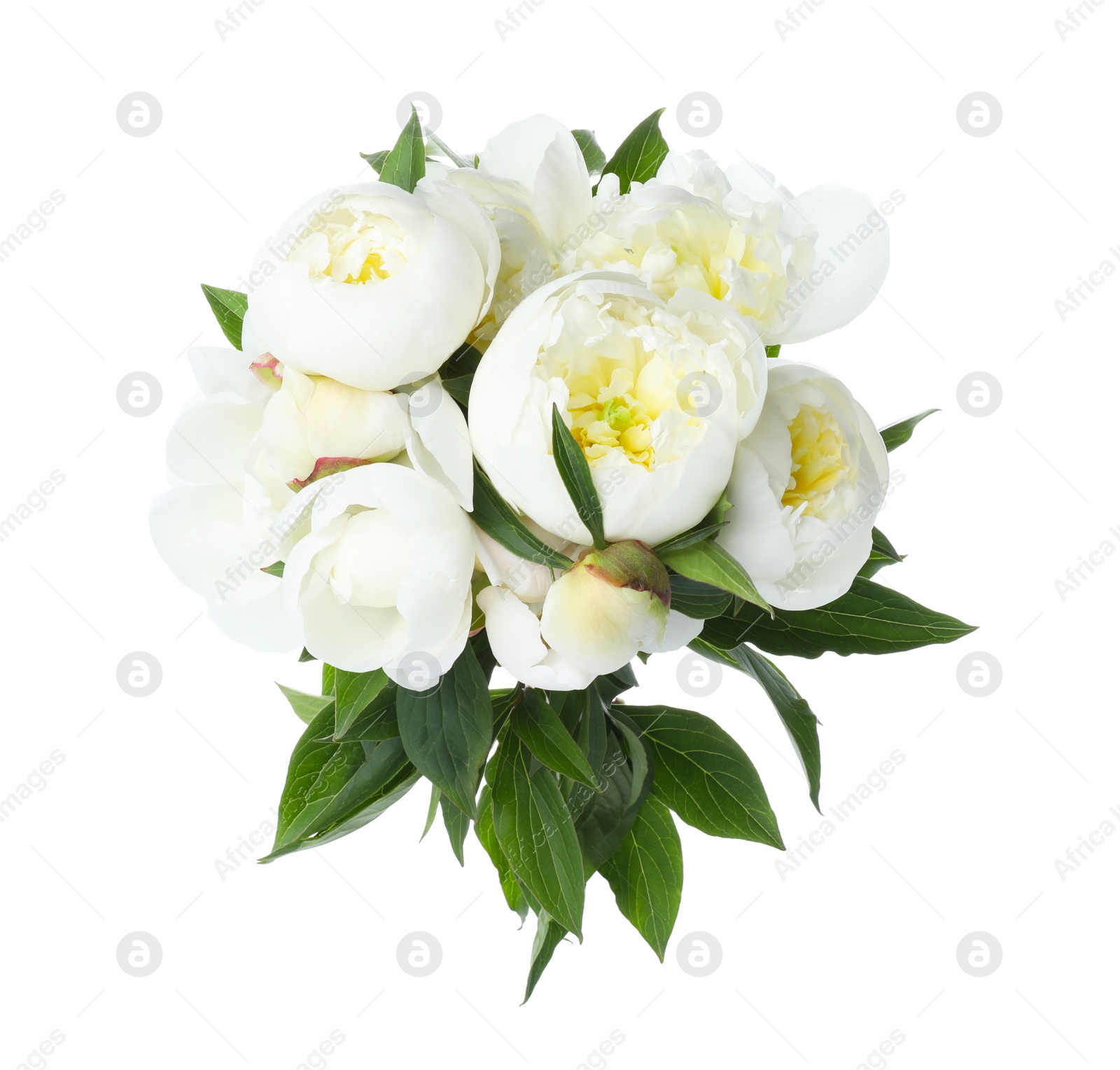 Photo of Beautiful blooming peony flowers isolated on white