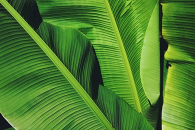 Photo of Beautiful green tropical leaves outdoors on sunny day, closeup