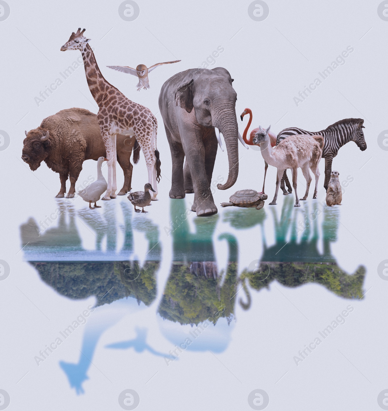 Image of Double exposure of different wild animals and river near forest