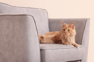 Adorable cat lying on cosy armchair at home