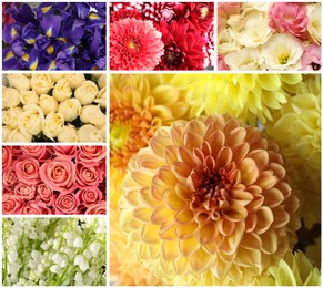 Image of Collage with photos of beautiful fresh flowers 