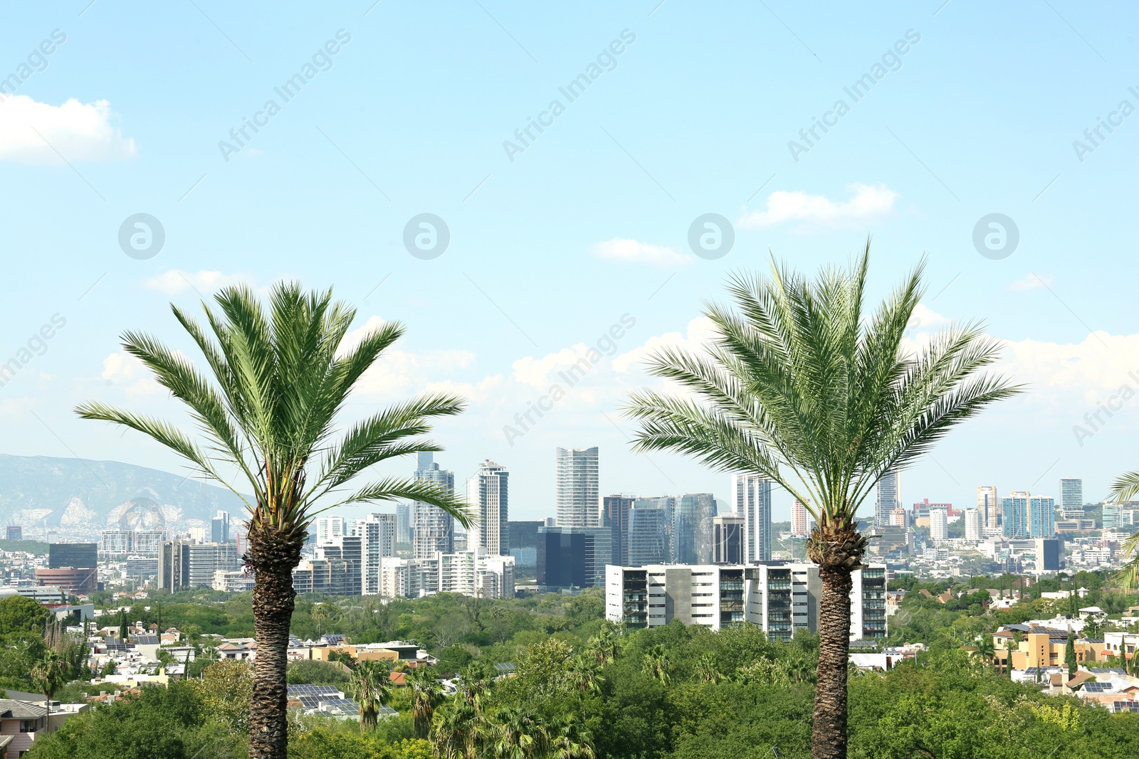 Photo of Beautiful palm trees against city view on sunny day