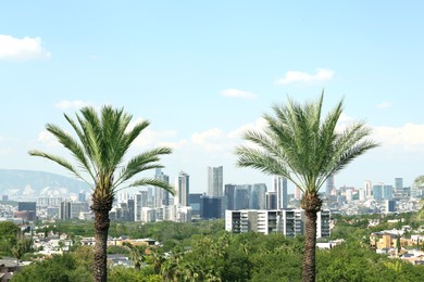 Beautiful palm trees against city view on sunny day