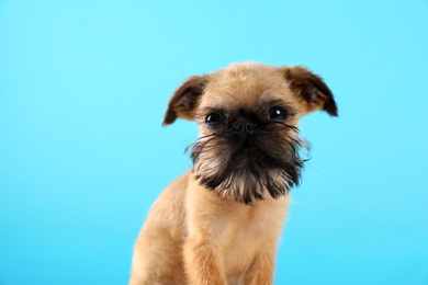 Studio portrait of funny Brussels Griffon dog on looking into camera color background