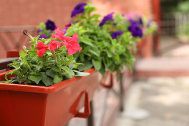 Photo of Beautiful petunia flowers in plant pot outdoors, closeup. Space for text