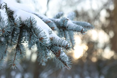 Photo of Fir tree branches covered with snow in winter park, closeup. Space for text