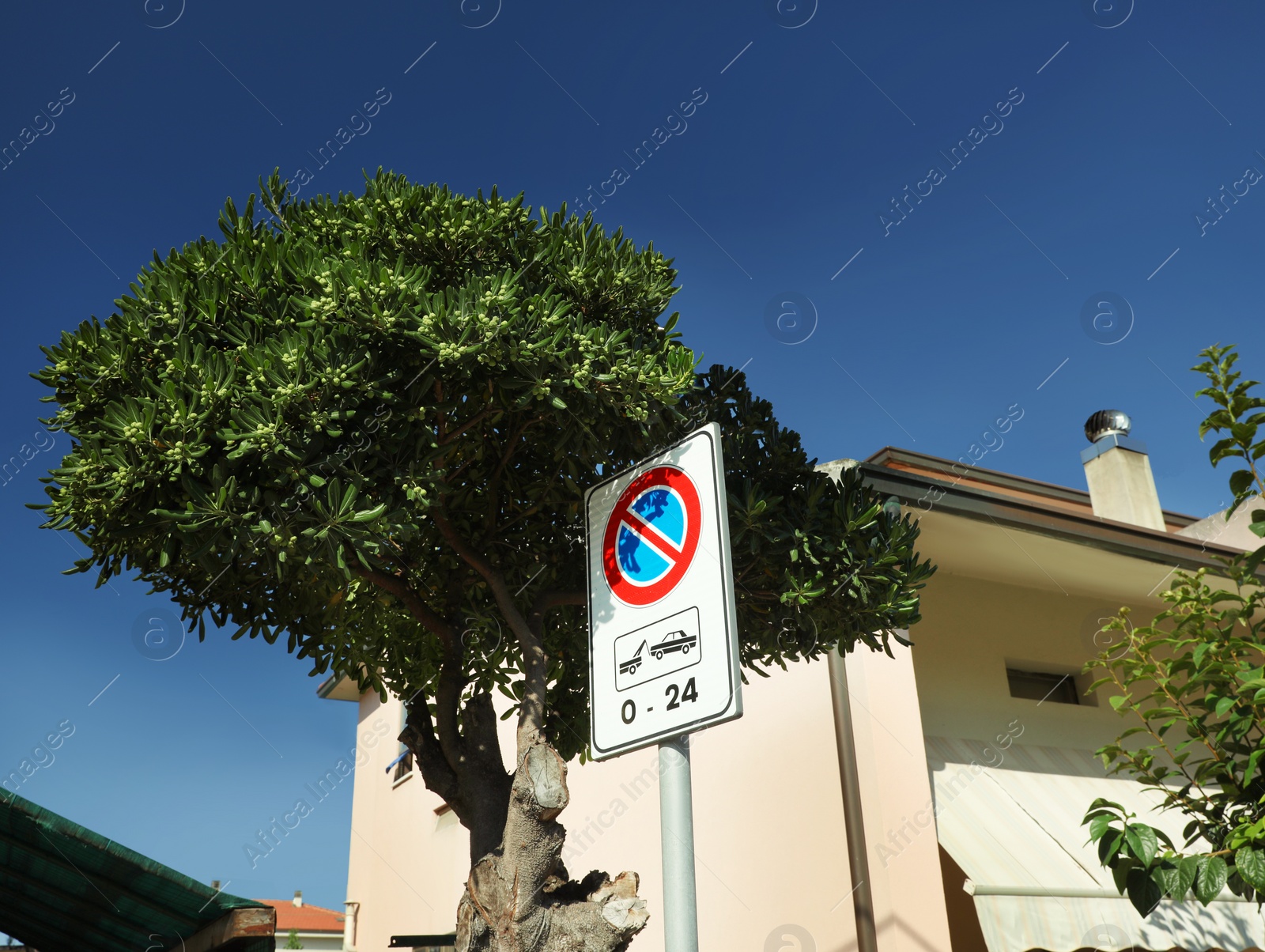 Photo of Beautiful green tree and post with No Waiting road sign on city street under blue sky