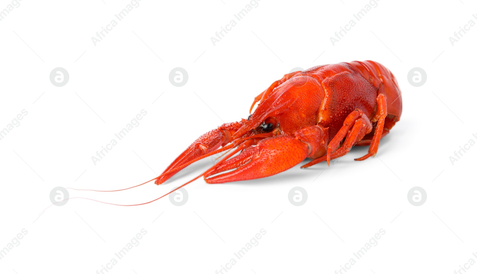 Photo of Fresh delicious boiled crayfish isolated on white