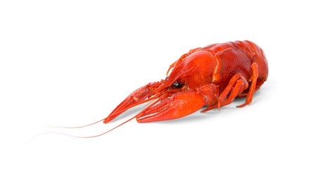 Photo of Fresh delicious boiled crayfish isolated on white