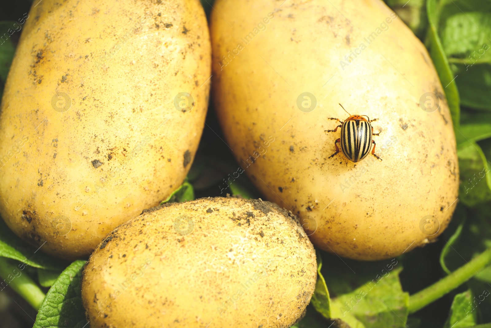 Photo of Colorado beetle on ripe potato outdoors, closeup