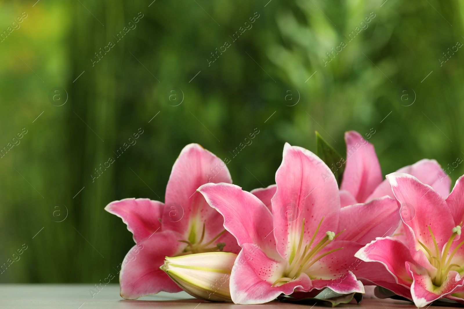 Photo of Beautiful pink lily flowers on table outdoors, space for text