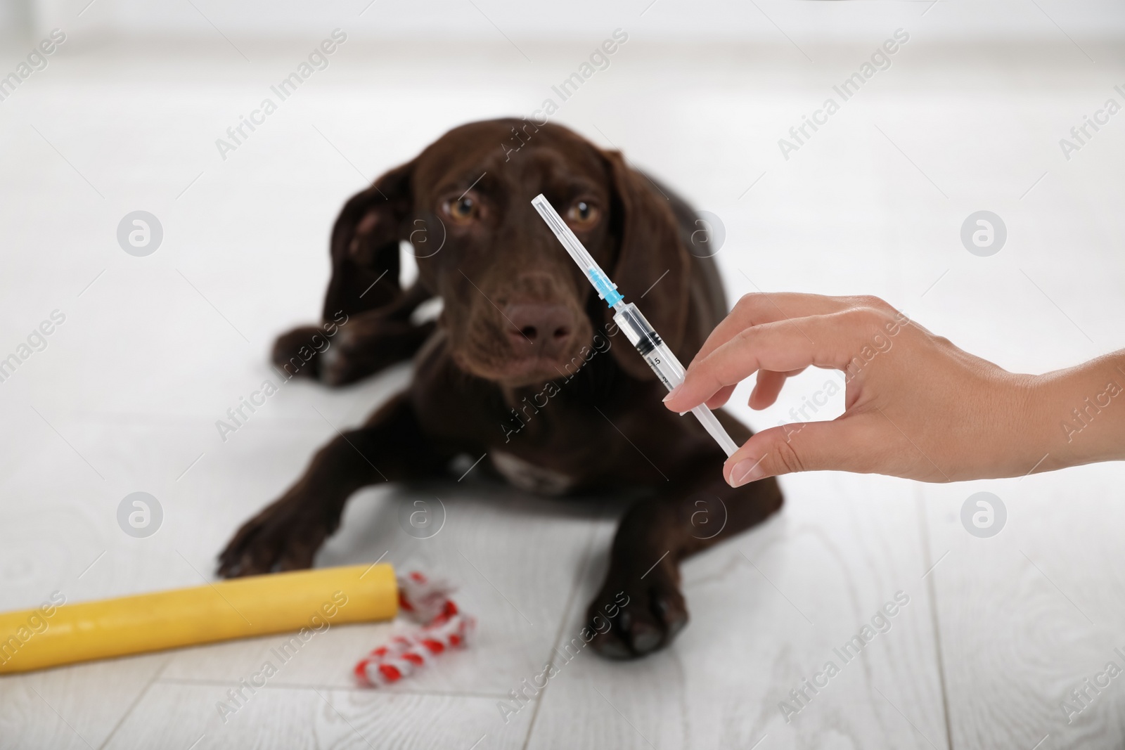 Photo of Woman with syringe near dog indoors, closeup. Pet vaccination