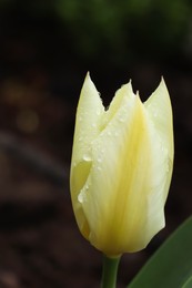 Beautiful fresh tulip with water drops outdoors on spring day, closeup