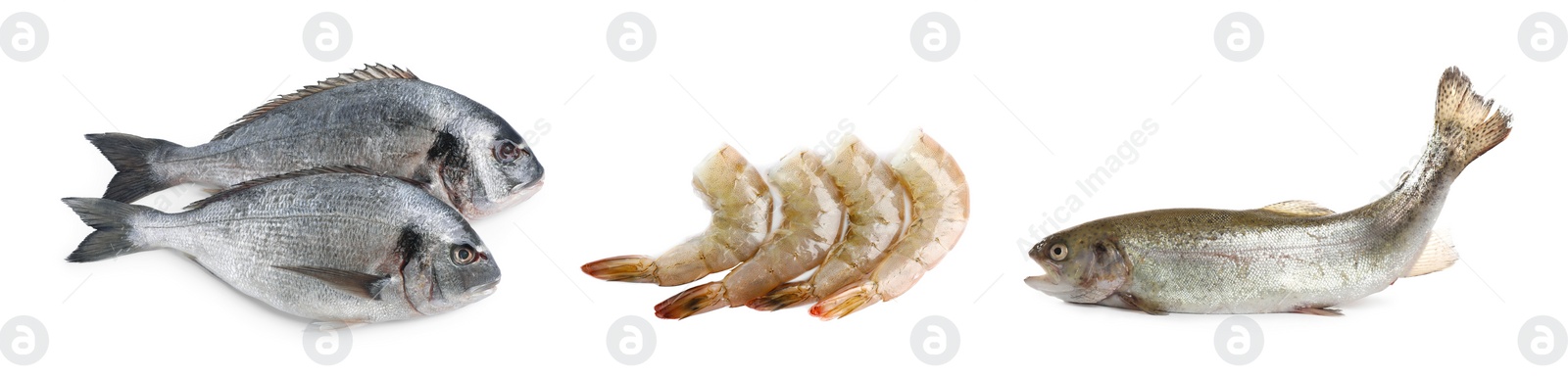 Image of Dorado fish, cutthroat trout and shrimps isolated on white, set