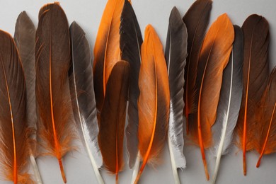 Photo of Many different bird feathers on white background, flat lay