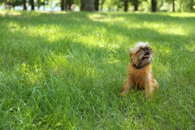 Photo of Cute fluffy dog on green grass in park. Space for text