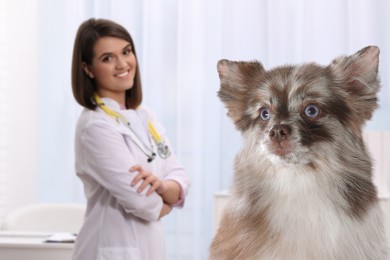 Image of Veterinarian doc with adorable dog in clinic