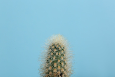 Photo of Beautiful cactus plant on light blue background