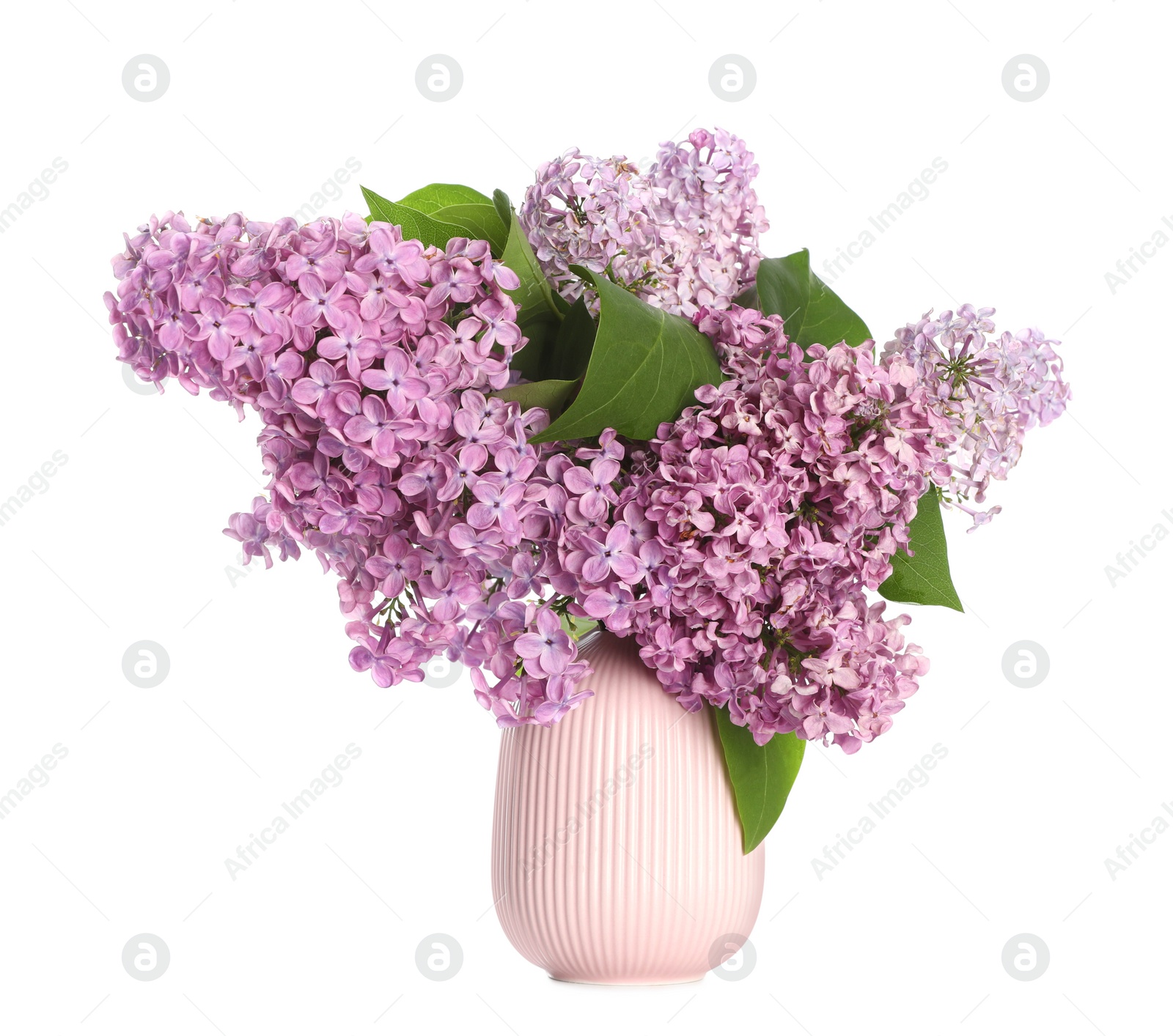 Photo of Beautiful lilac flowers in vase on white background