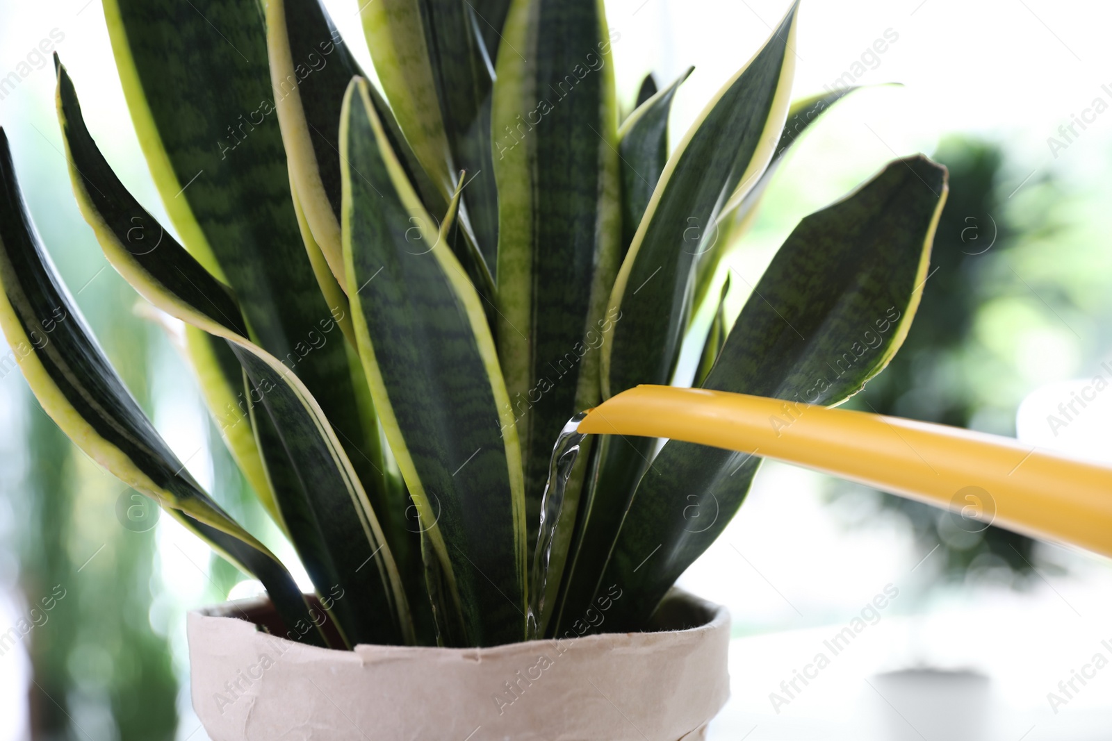 Photo of Watering Sansevieria plant on blurred background, closeup