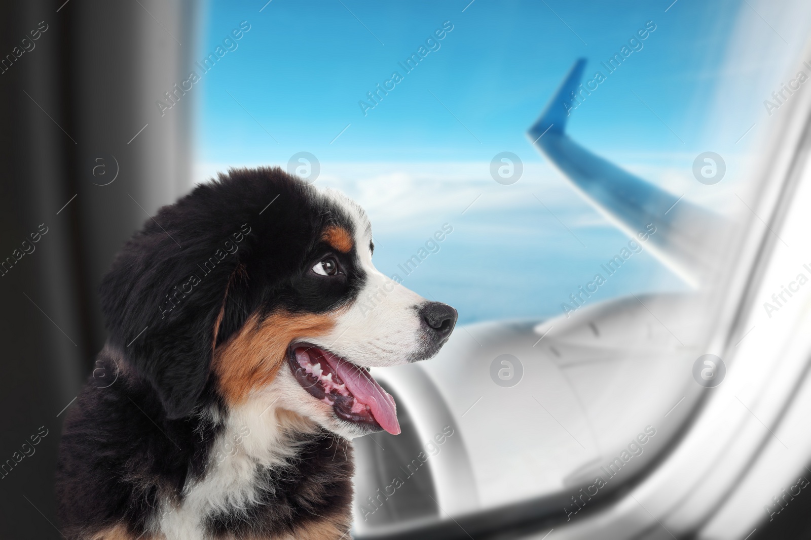 Image of Travelling with pet. Adorable Bernese Mountain Dog puppy near window in airplane
