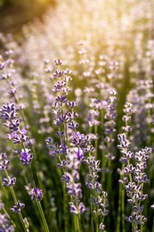 Photo of Beautiful lavender flowers growing in field on sunny day, closeup