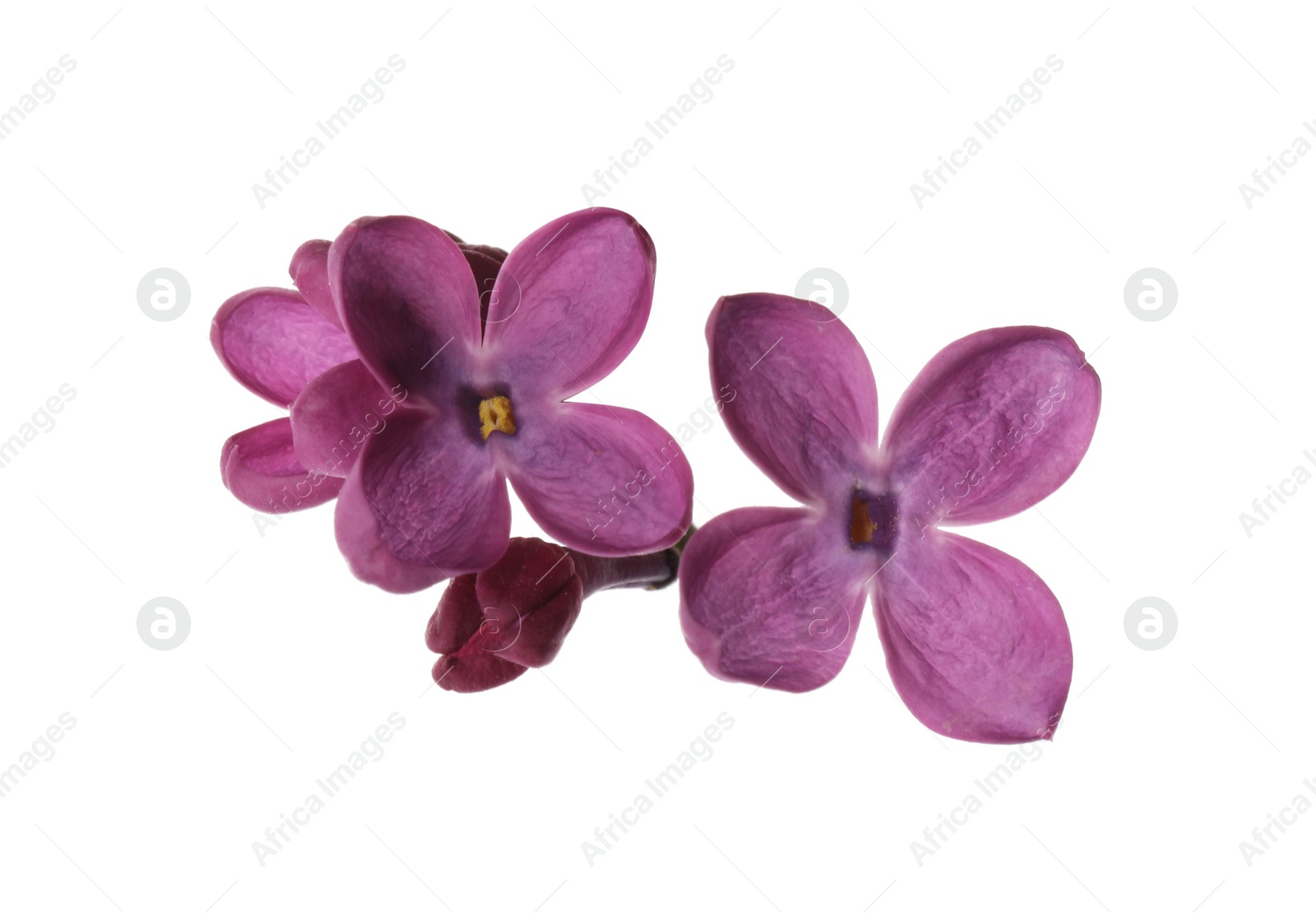 Photo of Beautiful purple lilac blossom isolated on white