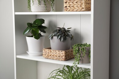 Photo of Green houseplants in pots on white shelves near white wall