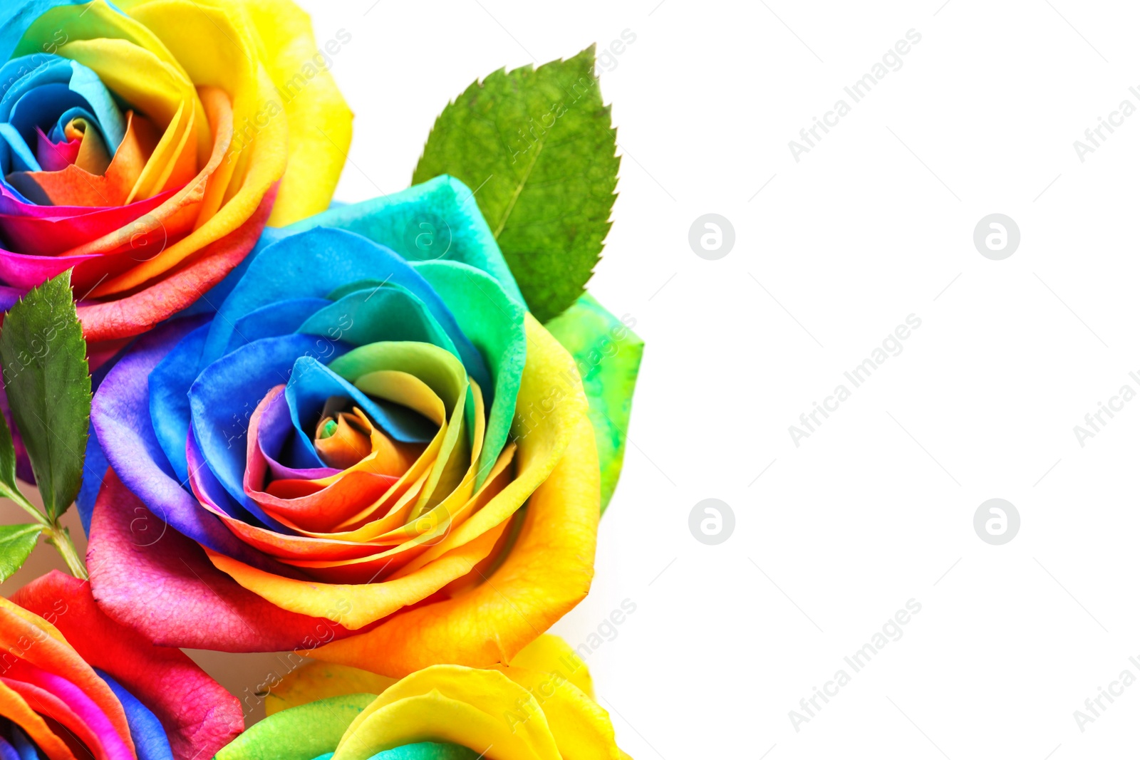 Photo of Amazing rainbow rose flowers on color background