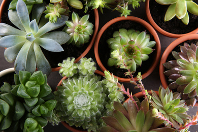 Photo of Many different echeverias on table, flat lay. Beautiful succulent plants