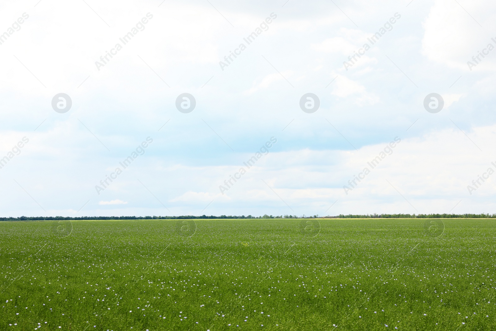 Photo of Picturesque view of beautiful blooming flax field