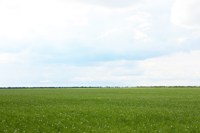 Photo of Picturesque view of beautiful blooming flax field