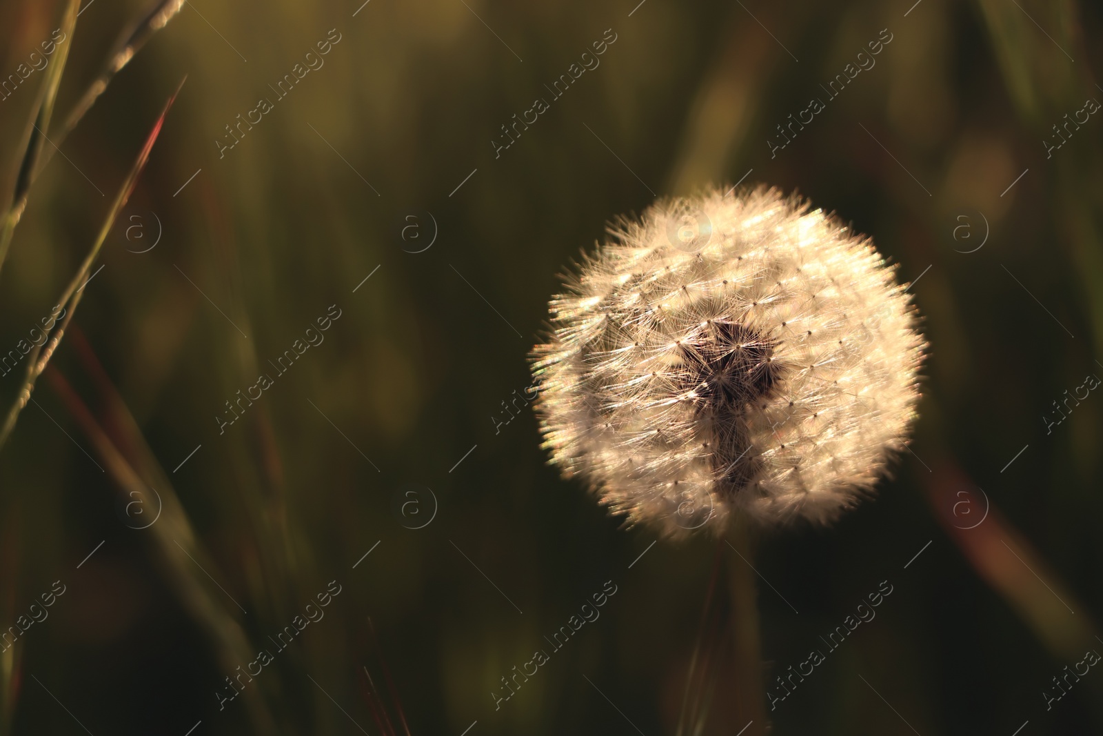 Photo of Dandelion blowball in spring meadow, closeup. Wild flower