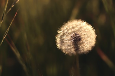 Dandelion blowball in spring meadow, closeup. Wild flower