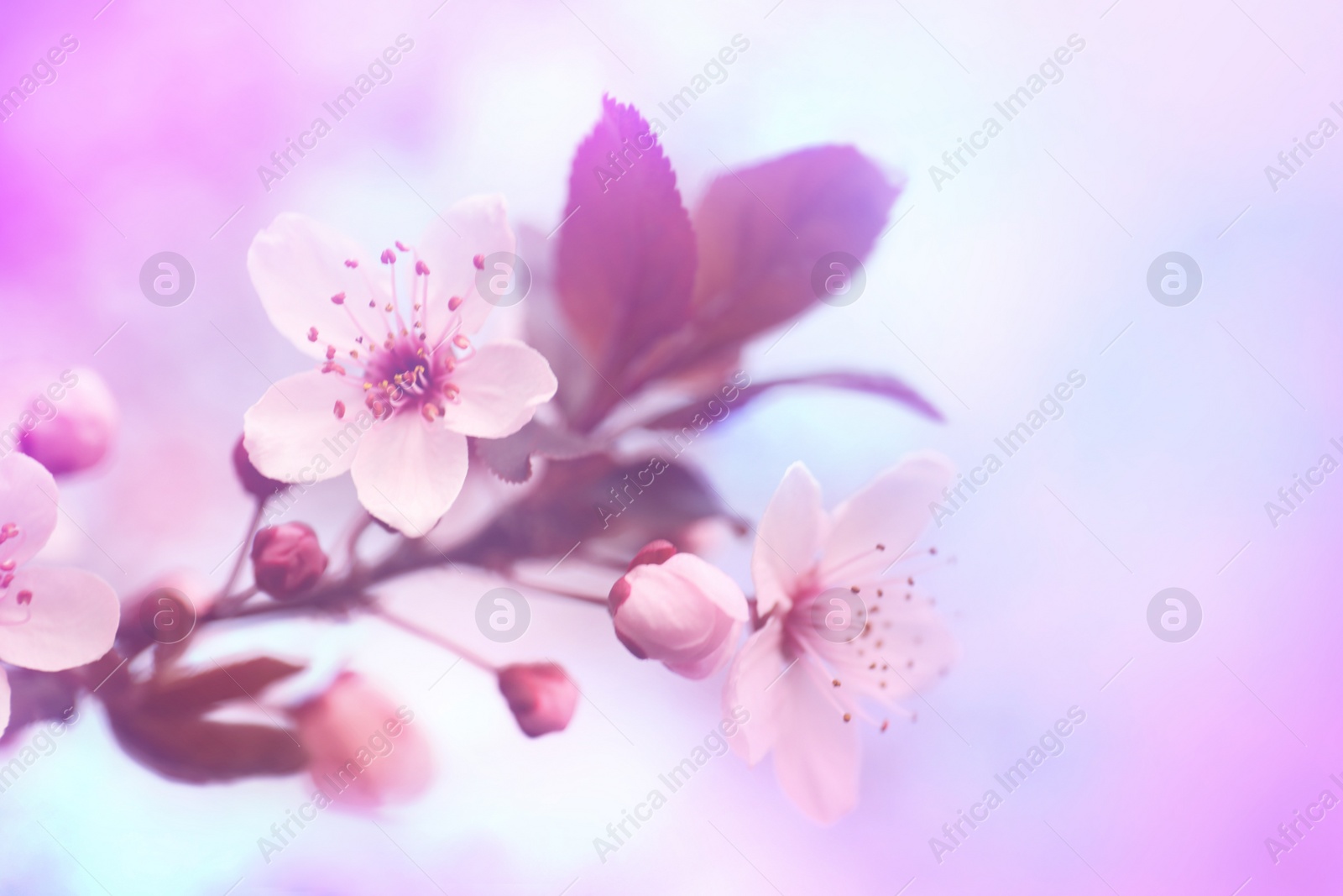 Image of Closeup view of blossoming spring tree outdoors, toned in pink and blue