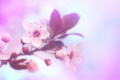 Image of Closeup view of blossoming spring tree outdoors, toned in pink and blue