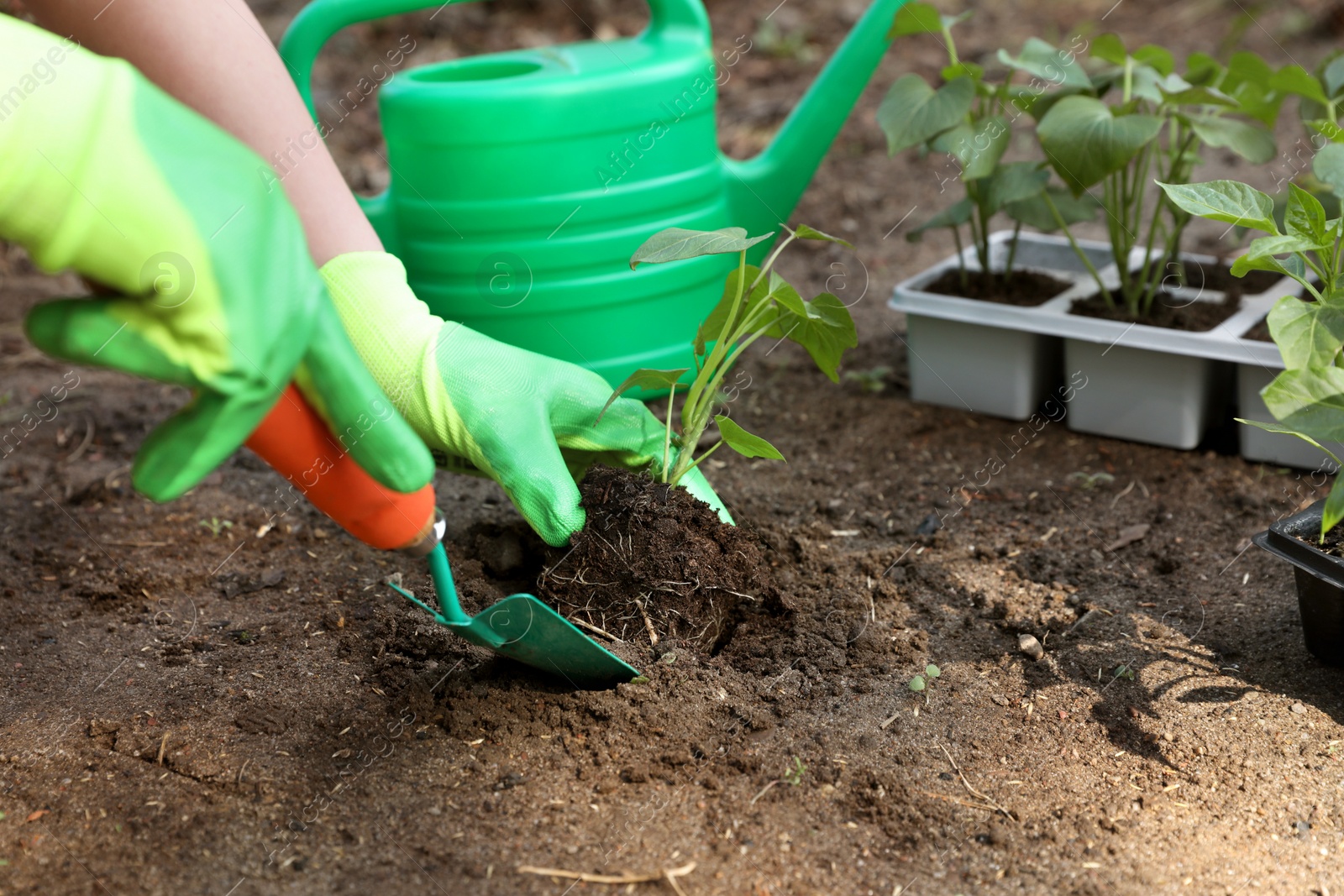 Photo of Woman wearing gardening gloves transplanting seedling from plastic container in ground outdoors, closeup