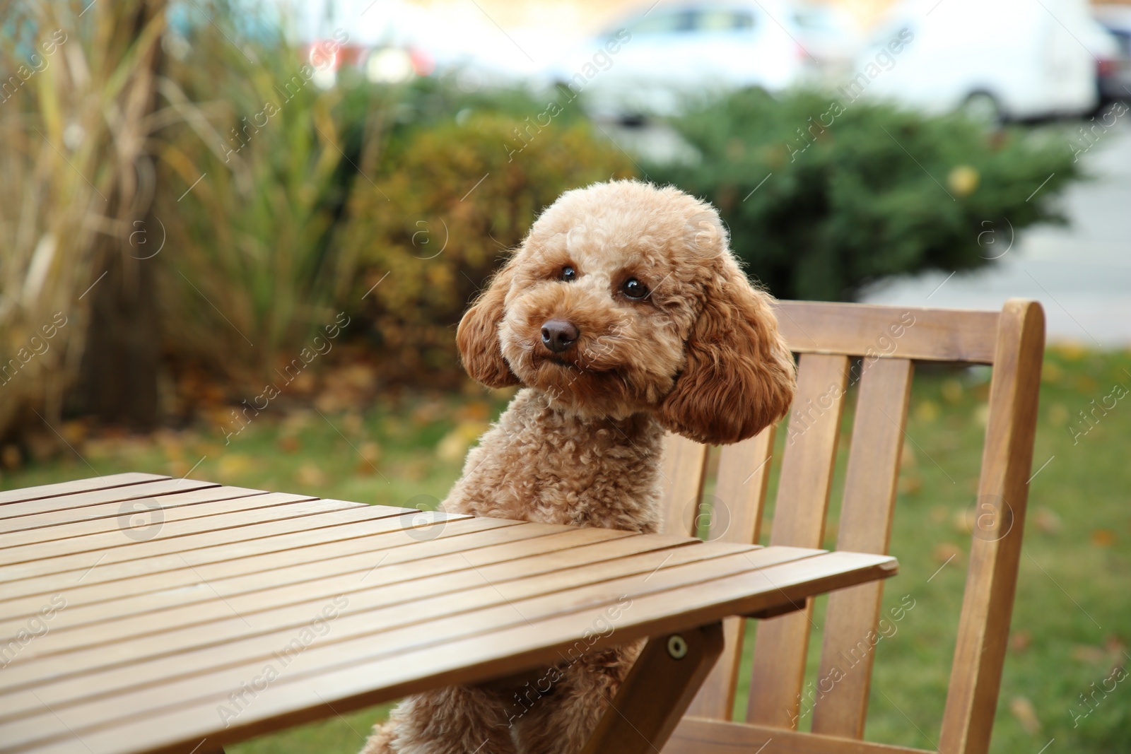 Photo of Cute fluffy dog at table in outdoor cafe