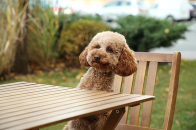 Photo of Cute fluffy dog at table in outdoor cafe
