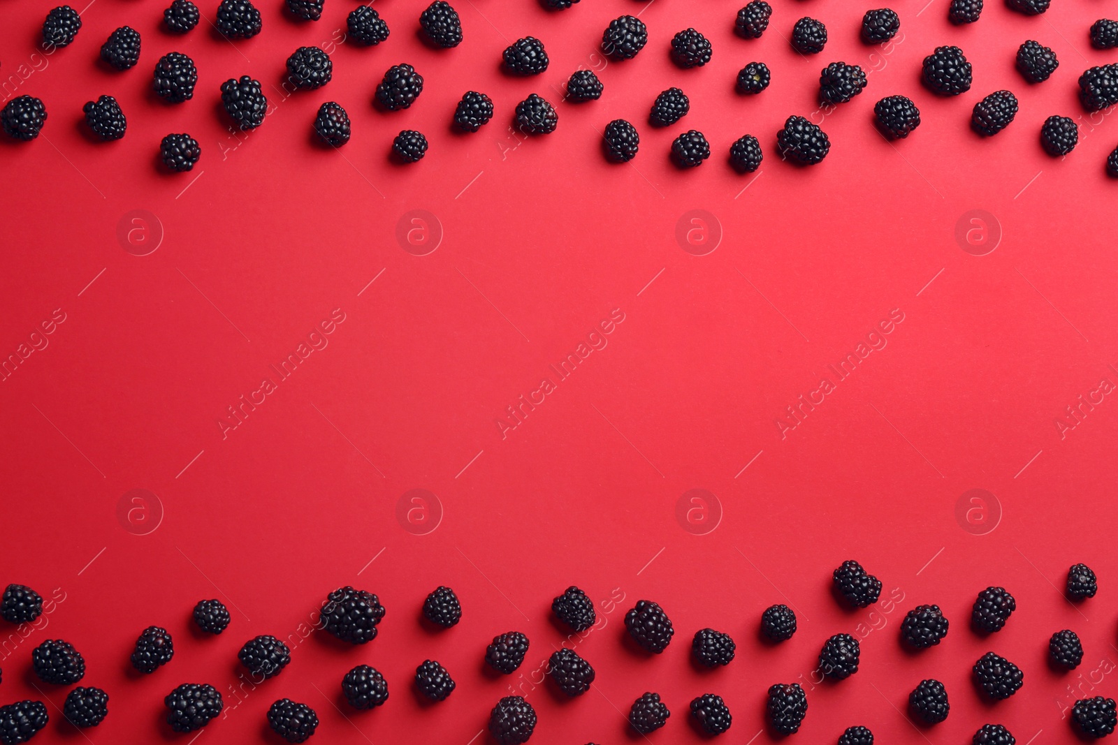 Photo of Flat lay composition with ripe blackberries on red background. Space for text