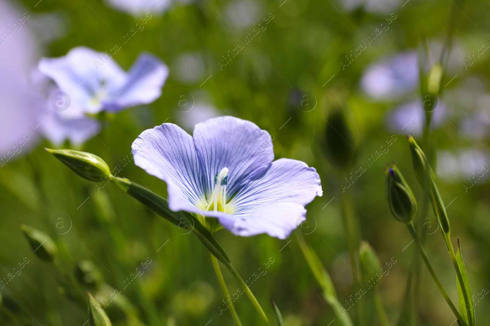 Photo of Closeup view of beautiful blooming flax field